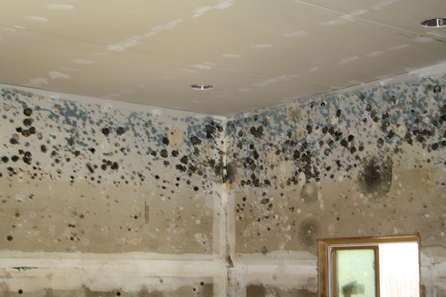 Selling a House with Mold Problems